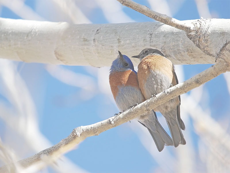 持守「同林鳥」的婚姻