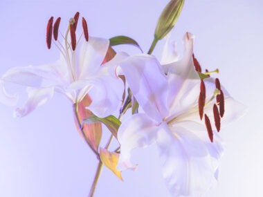 百合花
