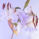百合花