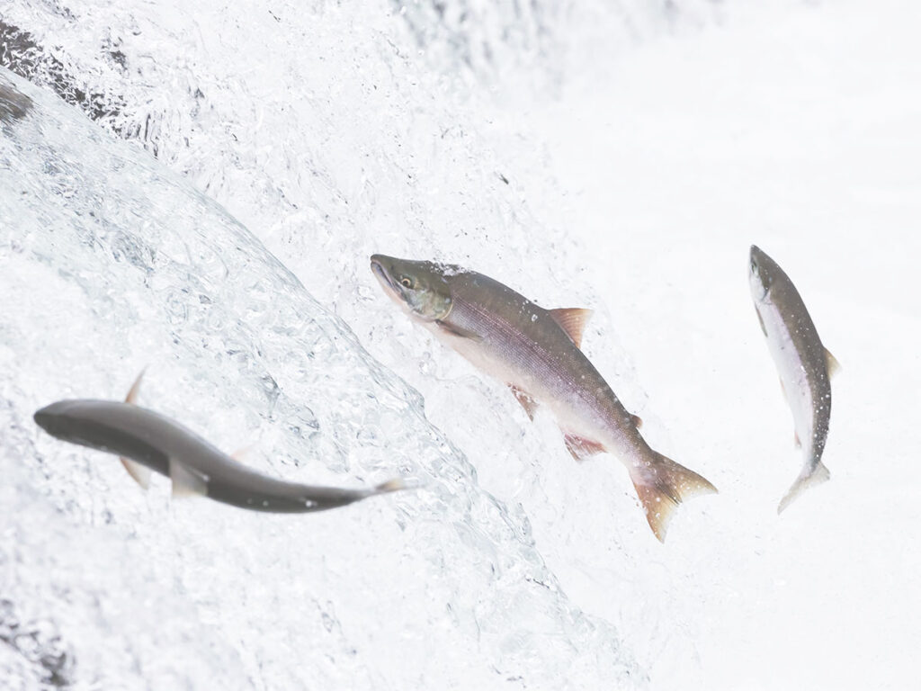 三文魚生命啟迪