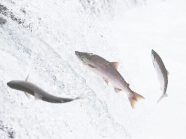 三文魚生命啟迪