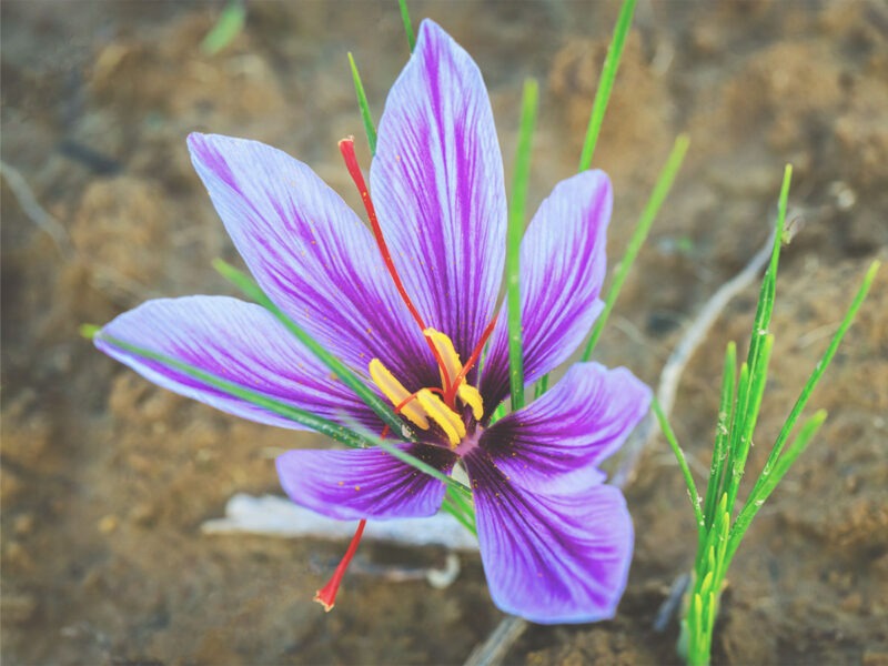 Saffron