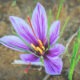 Saffron